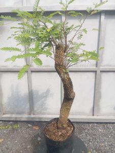 Mua bán cây me chua tại Hồ Chí Minh