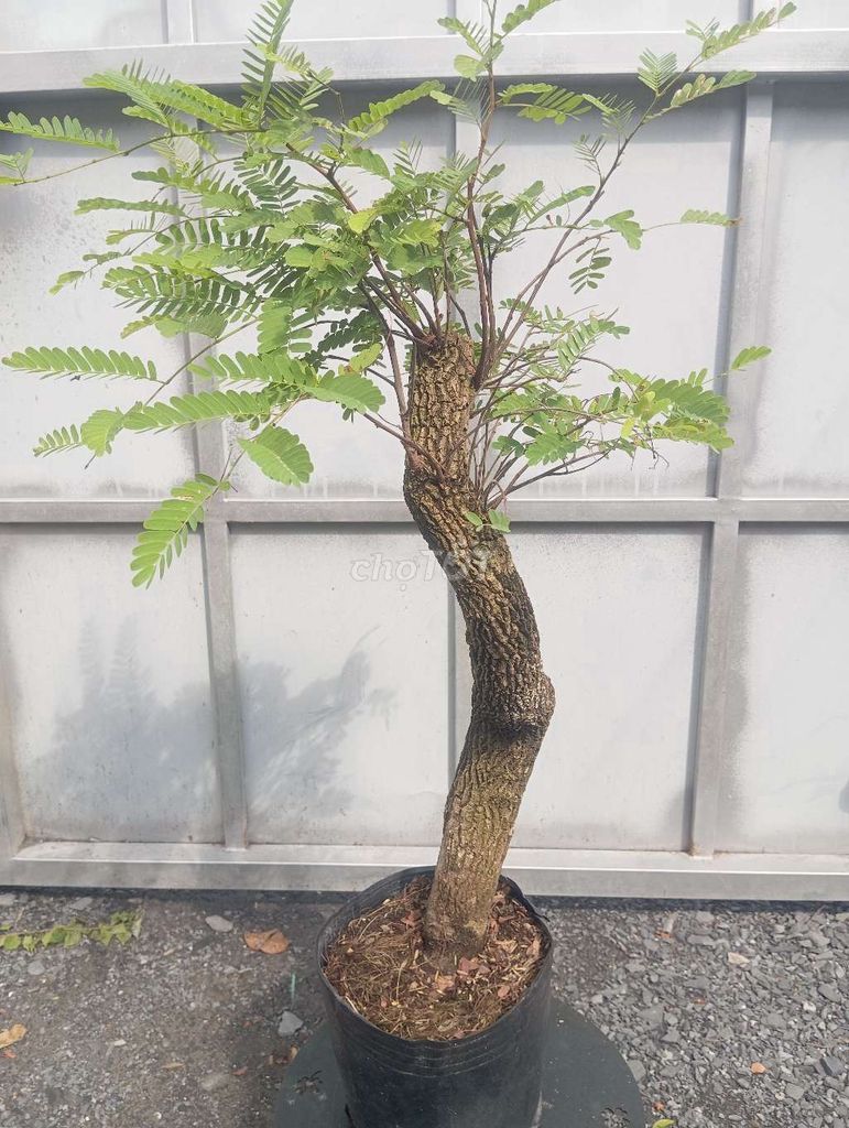 Mua bán cây me chua tại Hồ Chí Minh