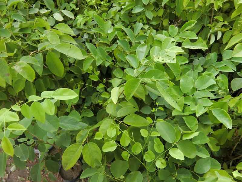 Mua bán cây trắc đen công trình