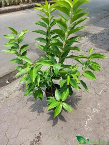 Mua bán cây vối tại Đà Nẵng