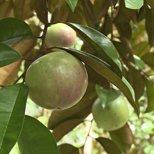 Mua bán cây vú sữa tại Đà Nẵng