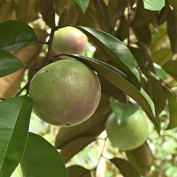 Mua bán cây vú sữa tại Đà Nẵng