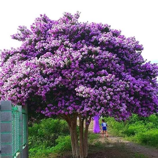 Mua cây bằng lăng tím ở đâu?