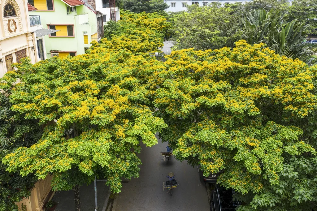 Mua cây giáng hương tại Hải Dương