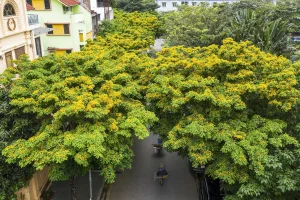 Mua cây giáng hương tại Hải Dương