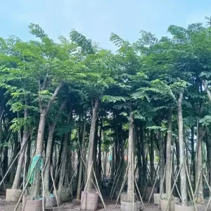 Mua cây giáng hương tại Hải Phòng