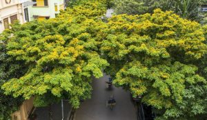 Mua cây giáng hương tại Hưng Yên