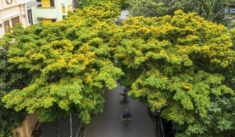 Mua cây giáng hương tại Hưng Yên
