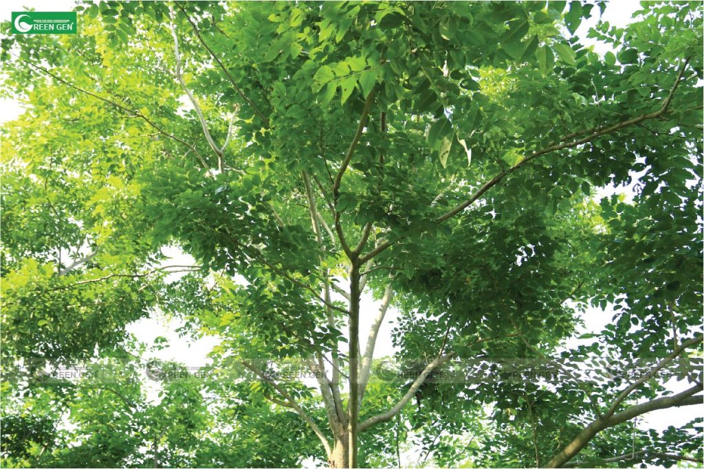 Mua cây giáng hương tại Quảng Nam