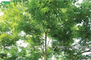 Mua cây giáng hương tại Quảng Nam