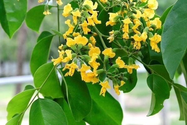 Mua cây giáng hương tại Kon Tum
