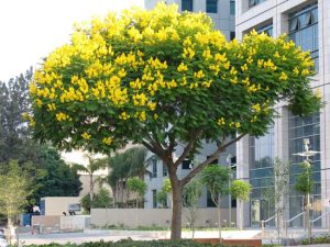 Mua giống cây giáng hương ở đâu