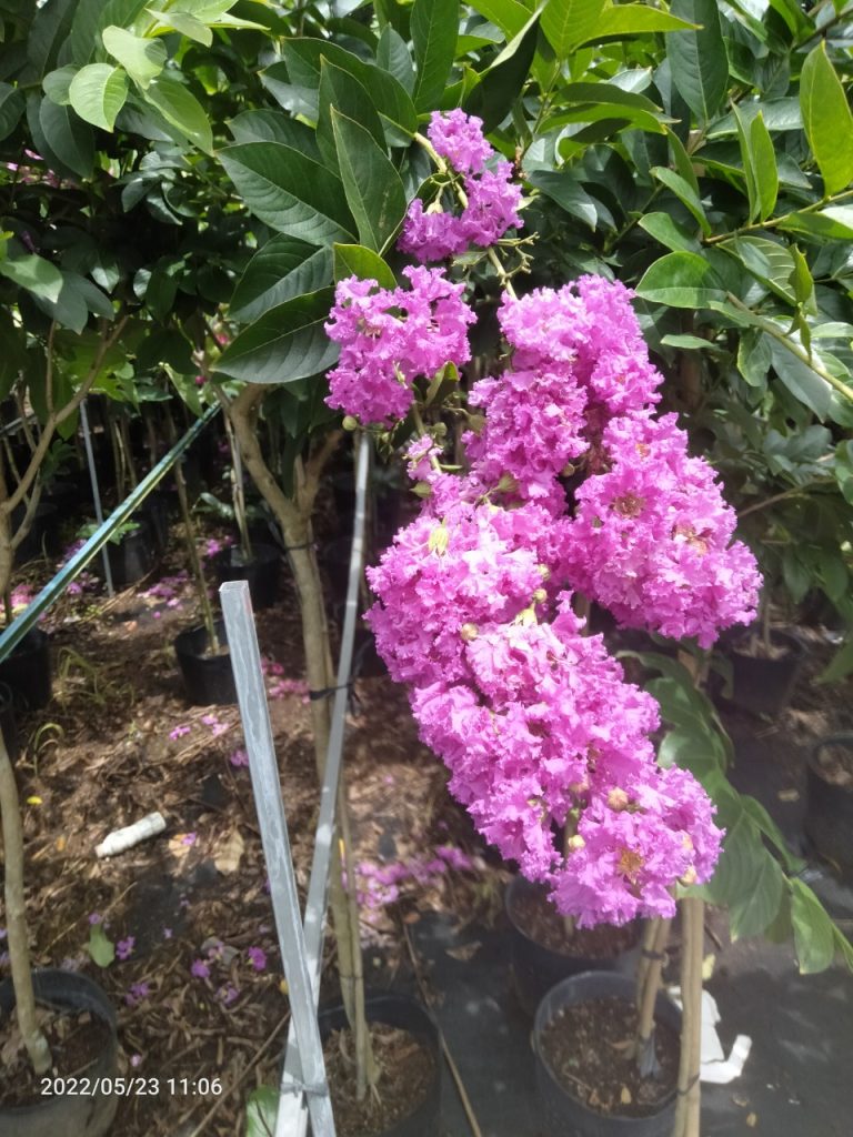 Những vấn đề thường gặp khi trồng cây bằng lăng