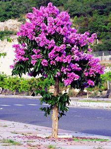Những vấn đề thường gặp khi trồng cây bằng lăng