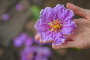 Phân biệt các loại hoa của cây bằng lăng