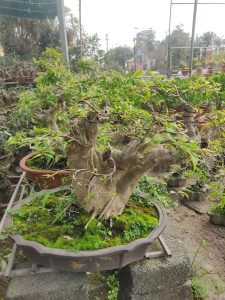 Tại sao cây bằng lăng không ra hoa?