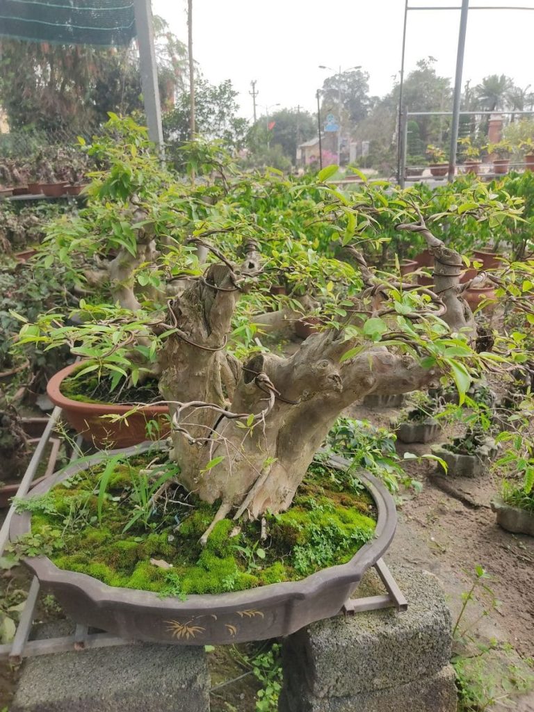 Tại sao cây bằng lăng không ra hoa?