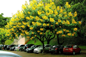 Mua cây giáng hương tại Sơn La