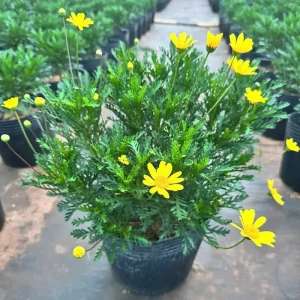 bán cây hoa cúc thân gỗ