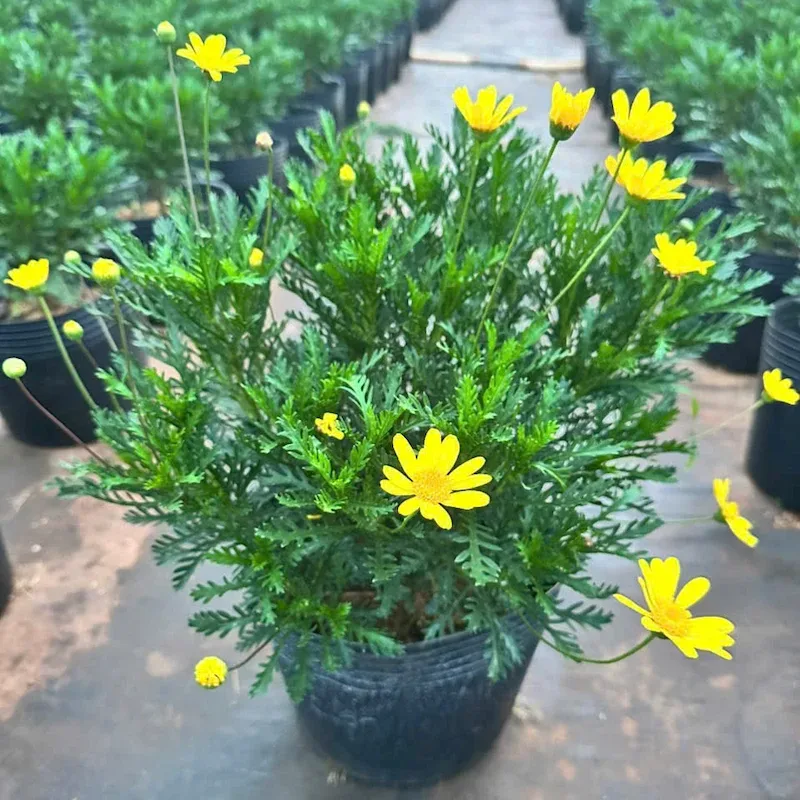 bán cây hoa cúc thân gỗ