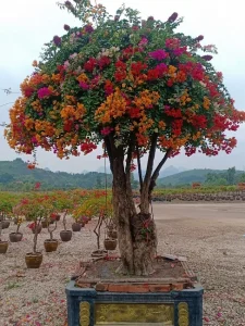 bán hoa giấy ngũ sắc Bình Long