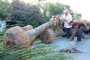 Cung cấp cây dừa công trình tại Bình Long