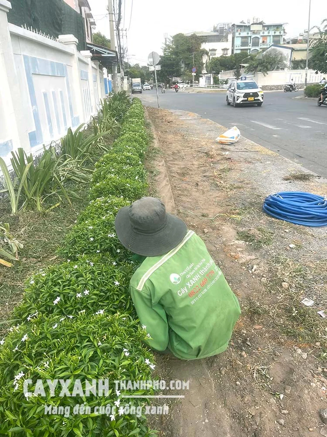 Bụi cây mai vạn phúc trưởng thành hoa nở trắng rực rỡ