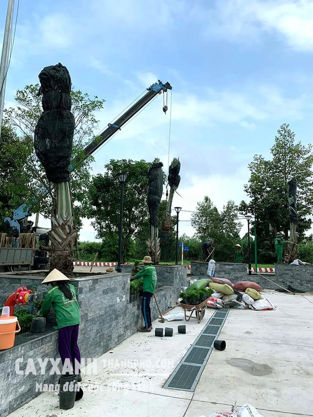 Bụi mai vạn phúc được chuẩn bị kỹ lưỡng trước khi hạ hố trồng