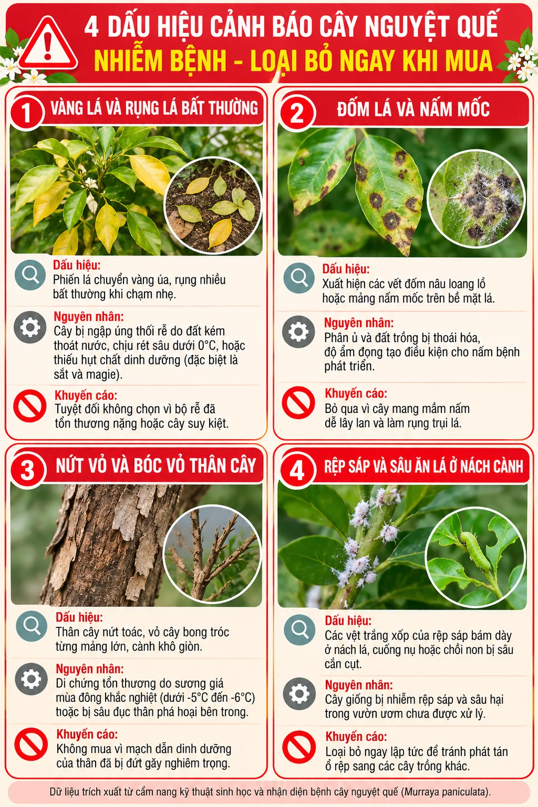 cách chọn cây nguyệt quế khỏe