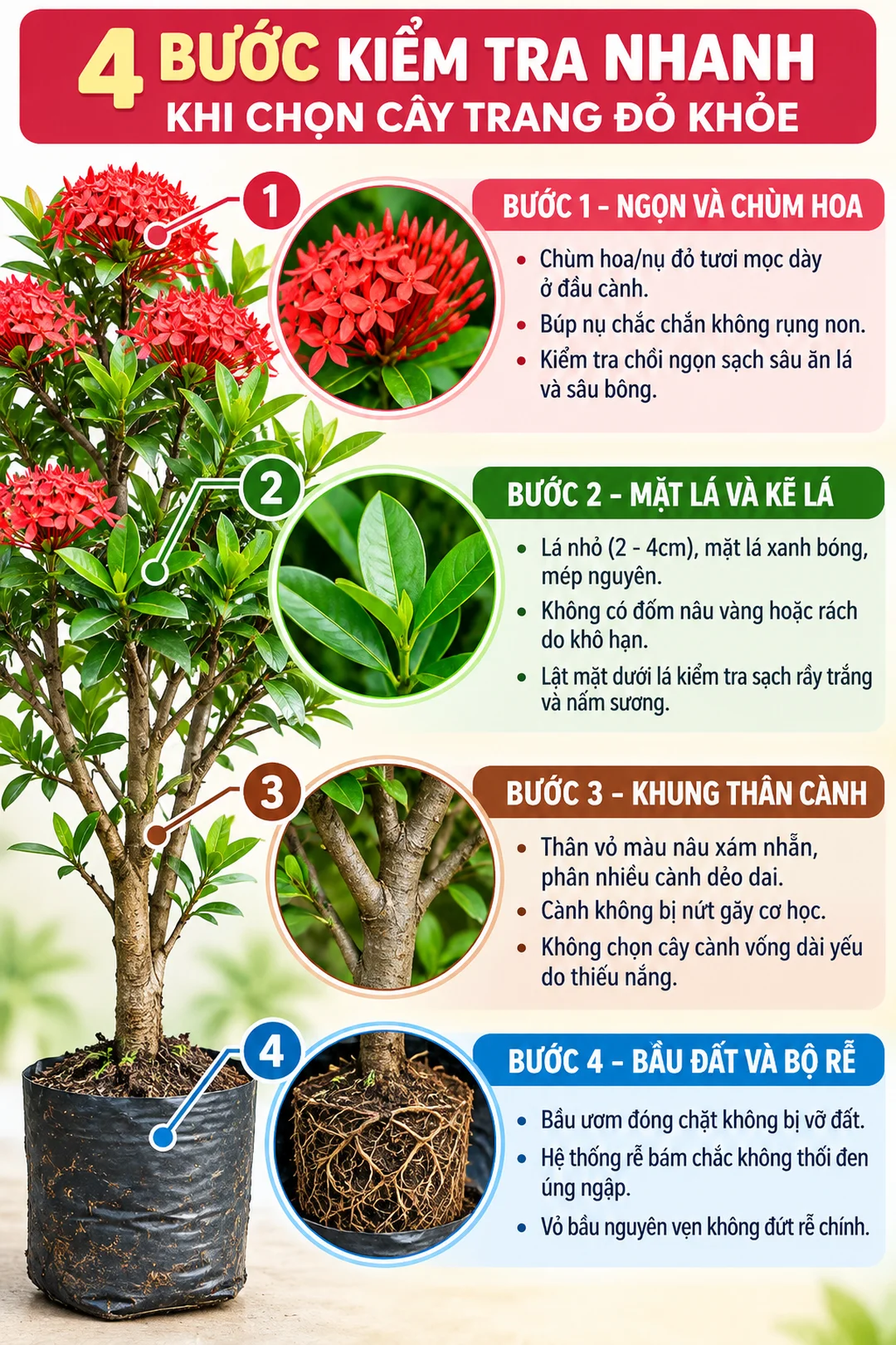 cách chọn cây trang đỏ khỏe