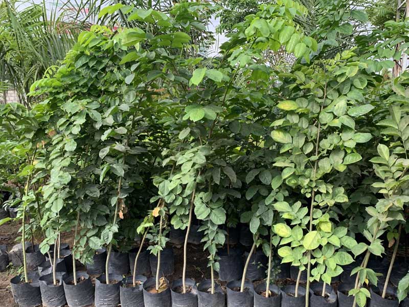 Quy cách trồng cây giáng hương