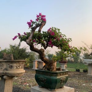 cây bông giấy bonsai đẹp