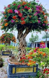 cây bông giấy mỹ khủng