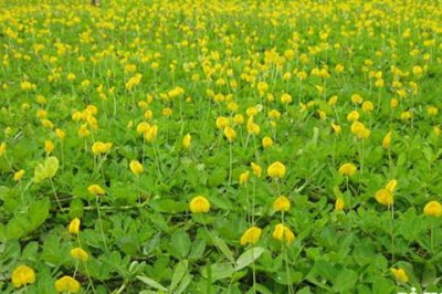 cay-co-la-lac-1 nhan-trong-co-san-vuon