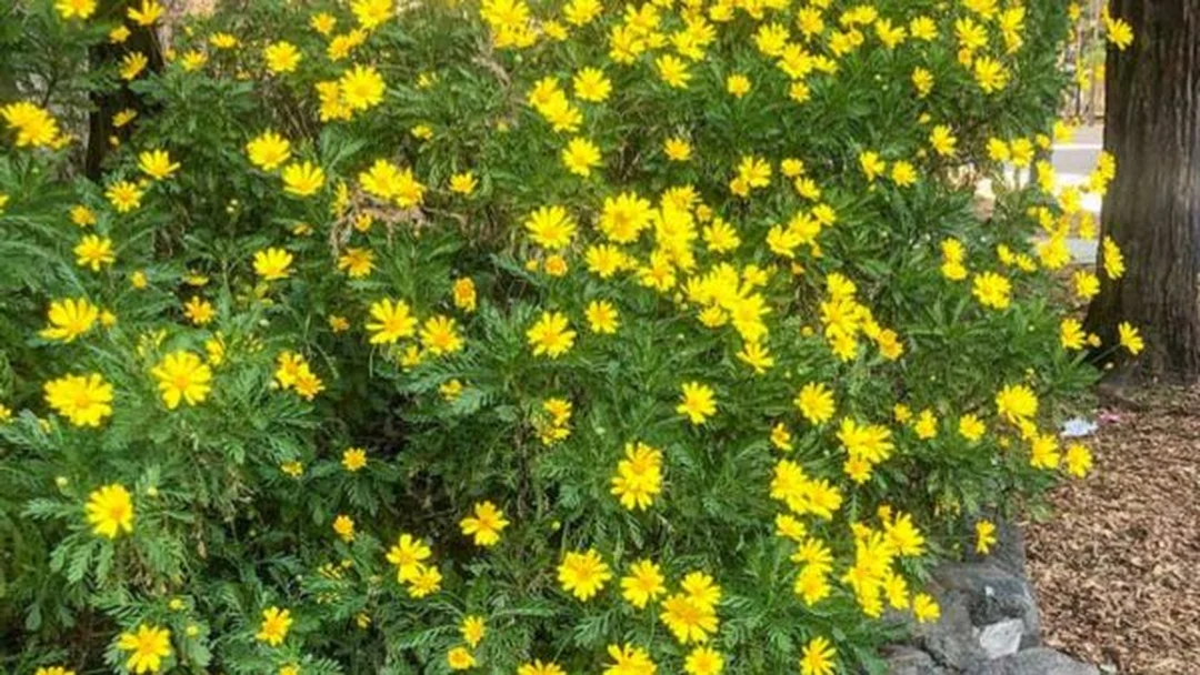 Cây cúc thân gỗ khỏe mạnh cho hoa vàng rực rỡ
