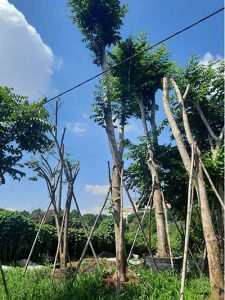 Báo giá cây giáng hương