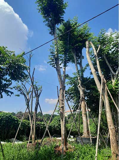 Báo giá cây giáng hương