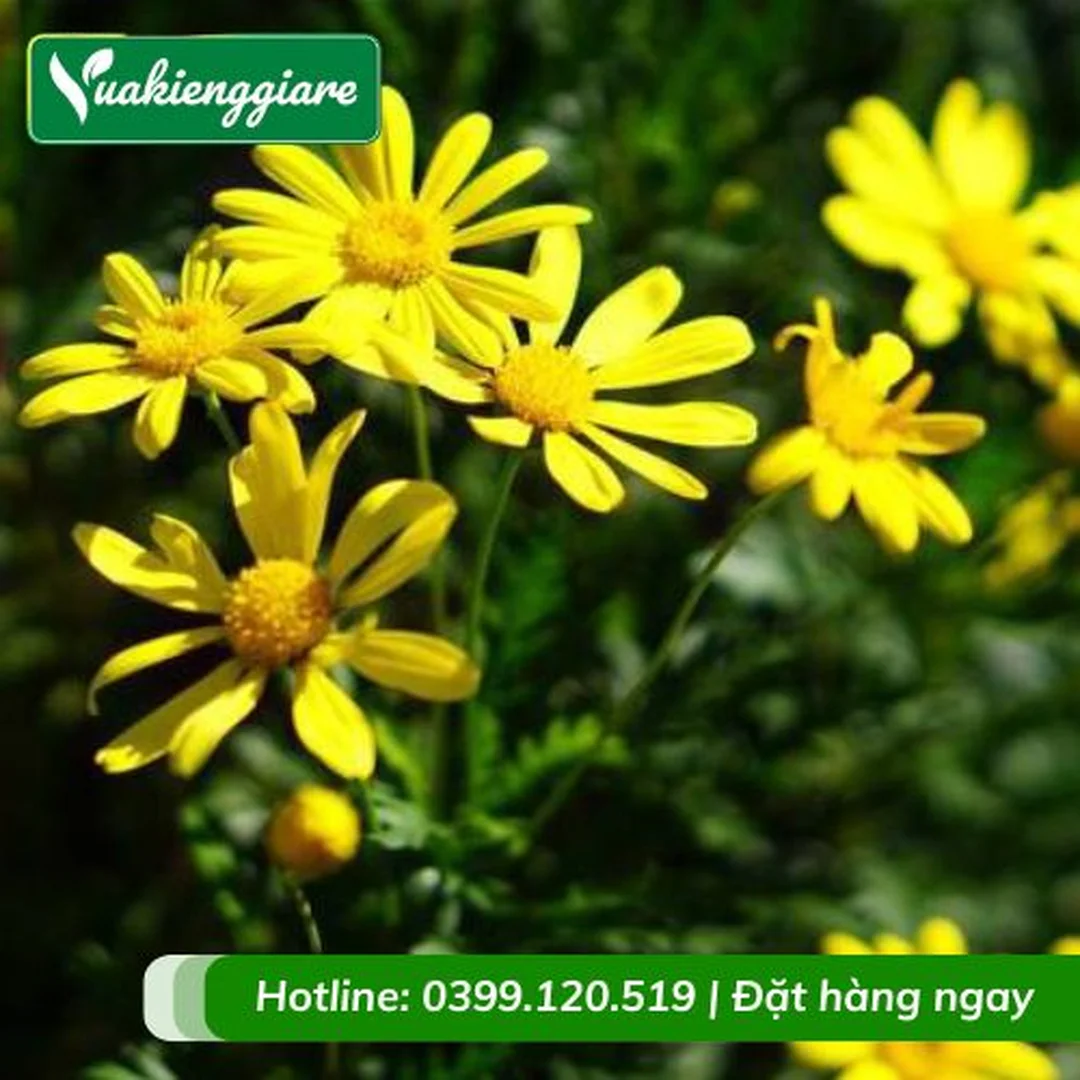 Cây hoa cúc thân gỗ phát triển khỏe khoắn
