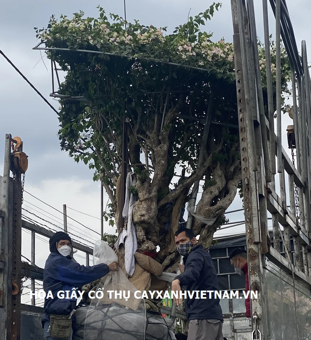 Cây hoa giấy cổ thụ thân lớn uốn thế nghệ thuật