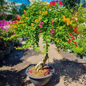 cây hoa giấy ngũ sắc