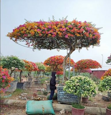 cây hoa giấy ngũ sắc giá bao nhiêu