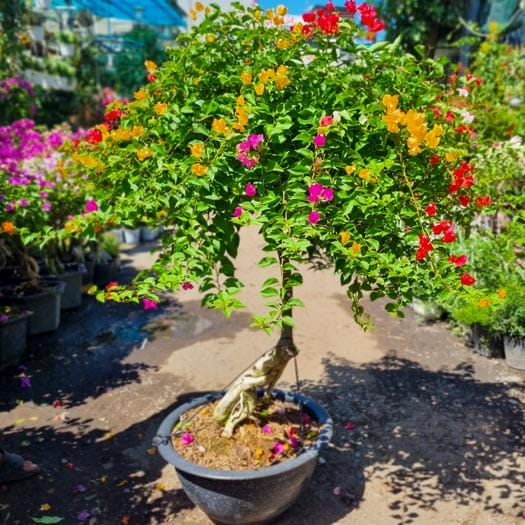 cây hoa giấy ngũ sắc