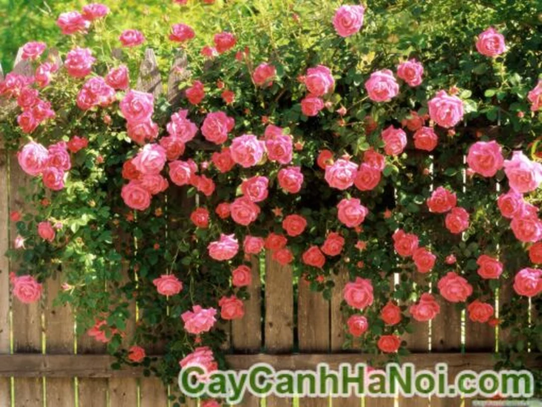 Cây hoa hồng giỏ công trình với nhiều nụ hoa chuẩn bị xuất vườn
