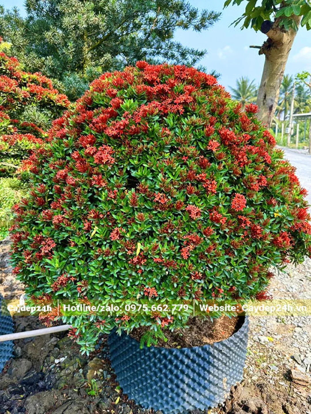 Cây hoa trang đỏ chiều cao tiêu chuẩn
