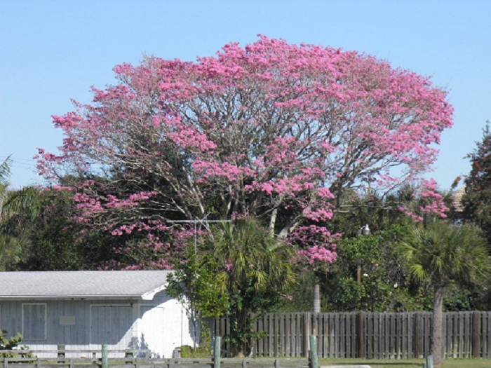 cay-ken-hong