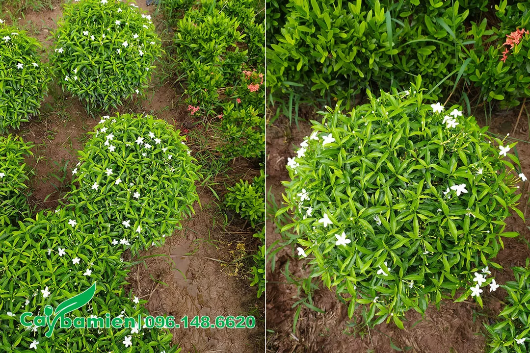 Cây mai vạn phúc công trình tán tròn