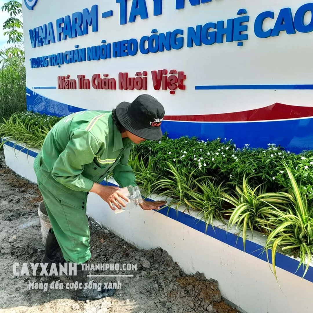 Cây mai vạn phúc nở hoa trắng tinh khôi trong sân vườn