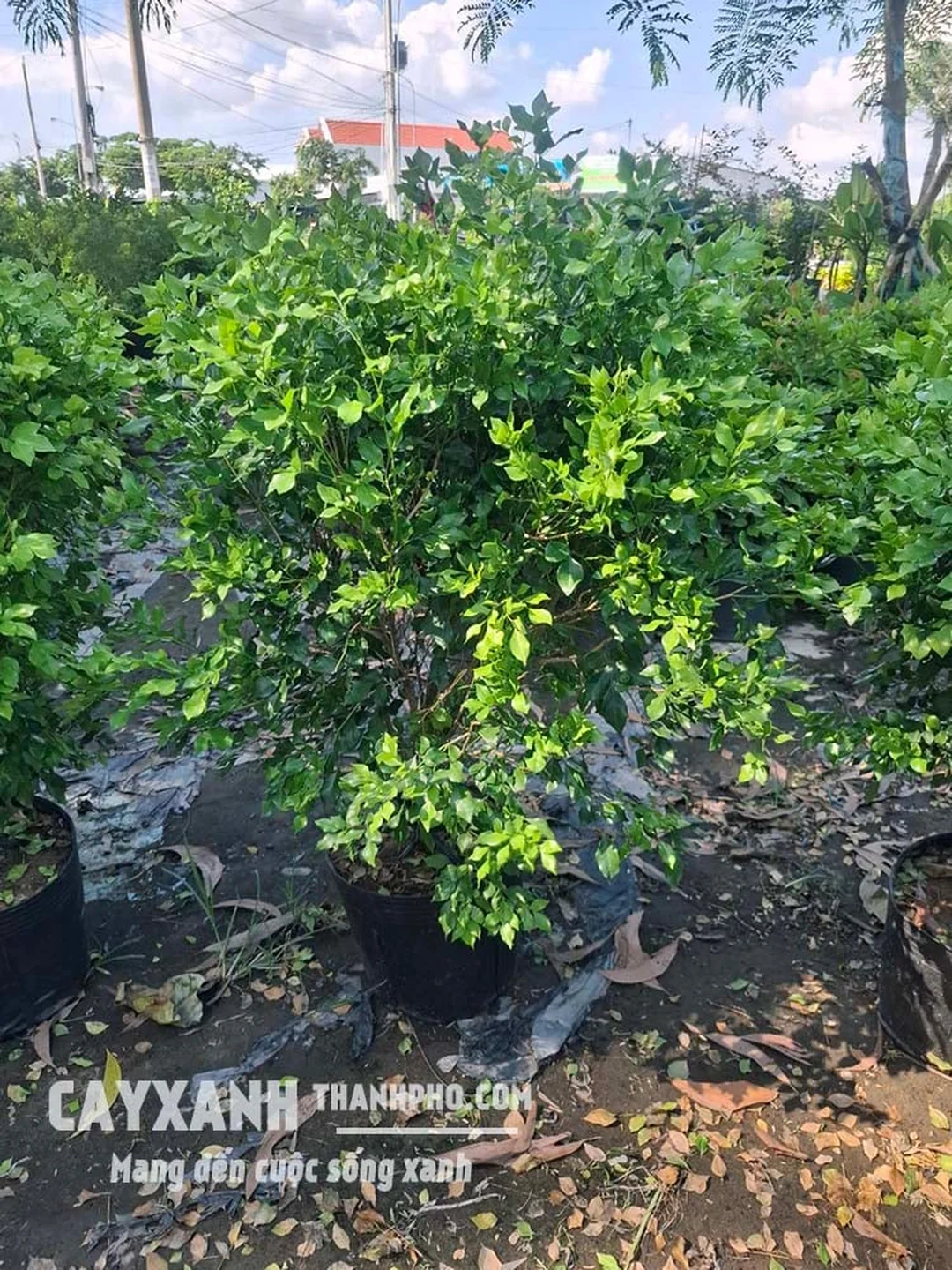 Cây nguyệt quế dáng đẹp cho sân vườn