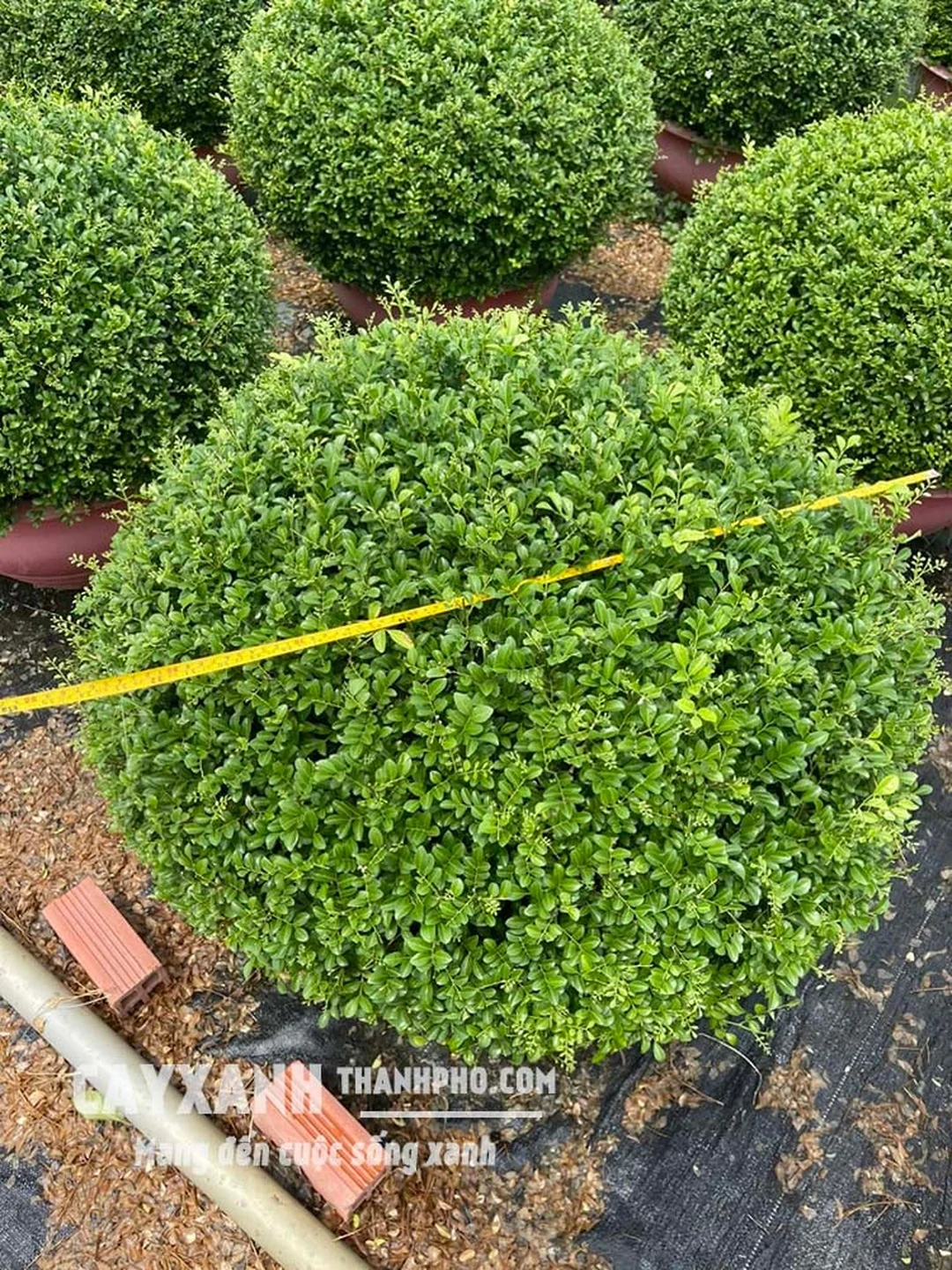 Cây nguyệt quế tán tròn được cắt tỉa gọn gàng trong khuôn viên sân vườn