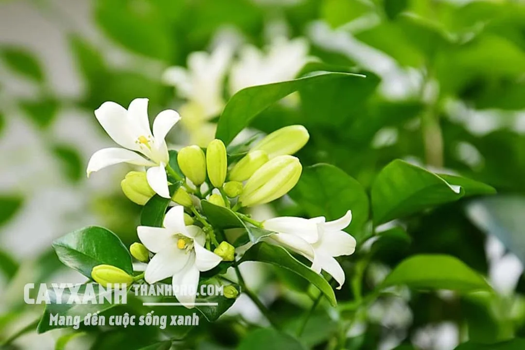 Cây nguyệt quế xanh tốt tạo điểm nhấn thẩm mỹ cho lối đi sân vườn